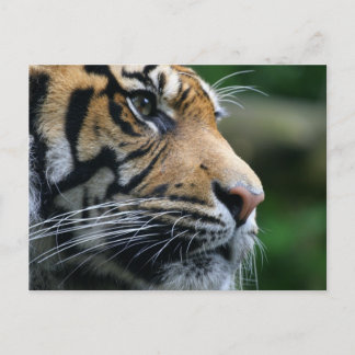 Customise Product Postcard