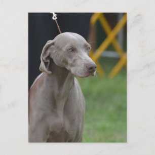 Customise Product Postcard