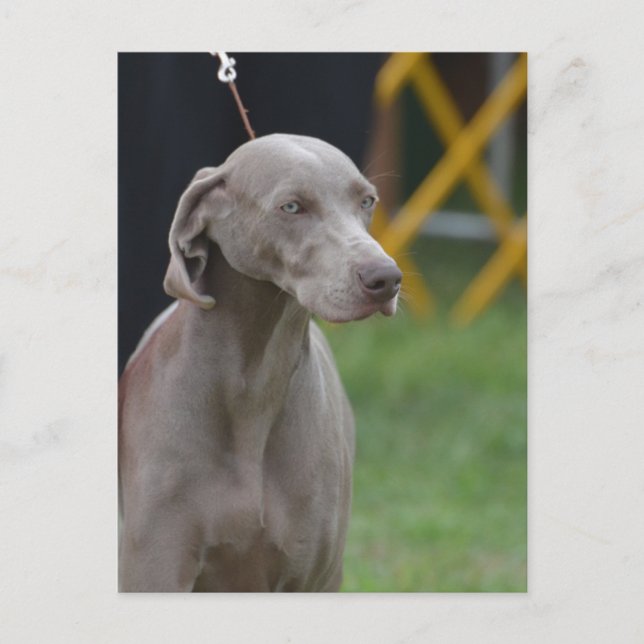 Customise Product Postcard (Front)