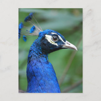 Customise Product Postcard