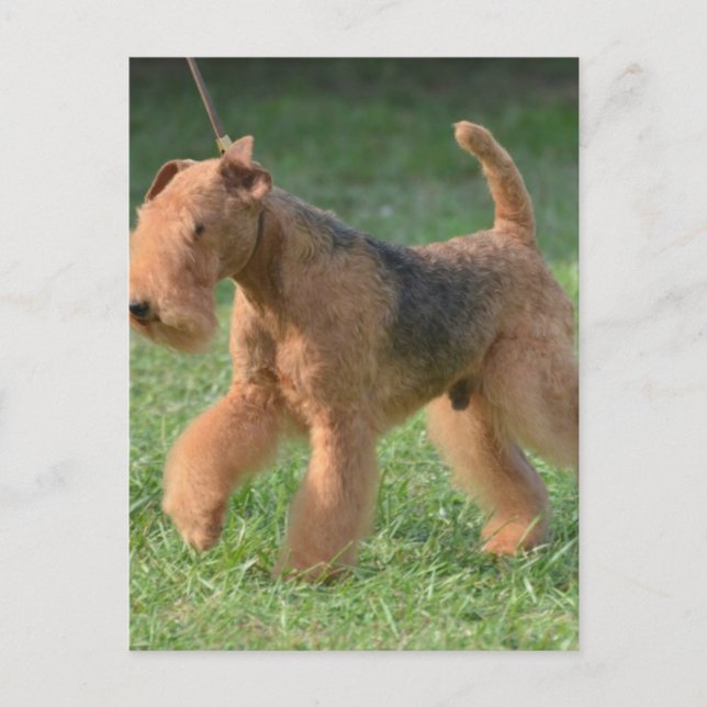 Customise Product Postcard (Front)