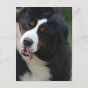 Customise Product Postcard