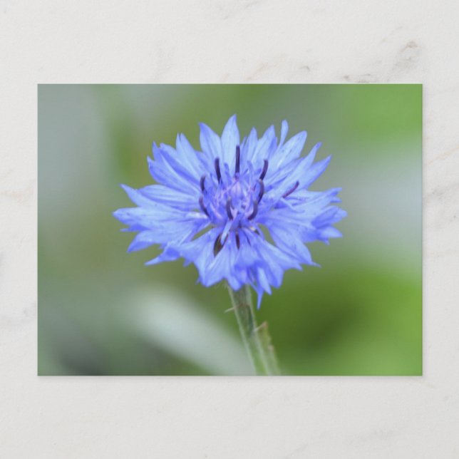 Customise Product Postcard (Front)