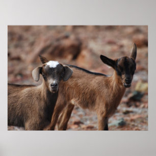 Customise Product Poster