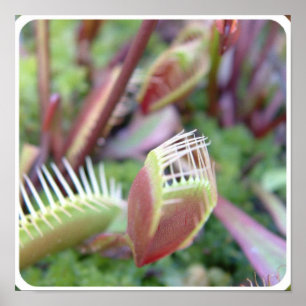 Customise Product Poster