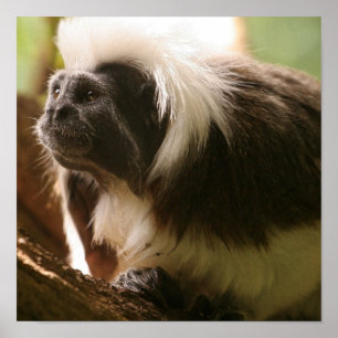 Customise Product Poster