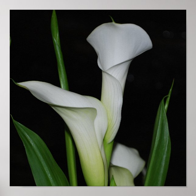 Customise Product Poster (Front)