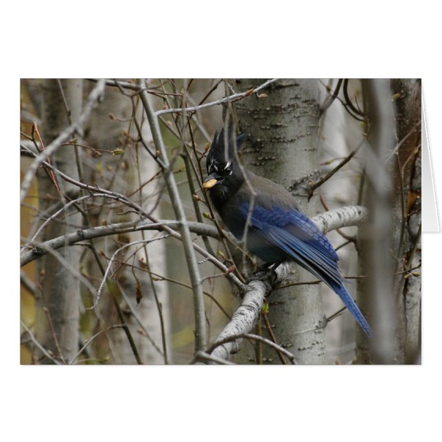 Customise Steller's Jay Card (Front Horizontal)