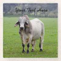 Customise Text Brahman (aka. Brahma) Bull in Field