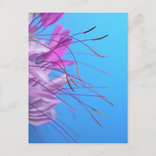 Customise with own Message Postcard