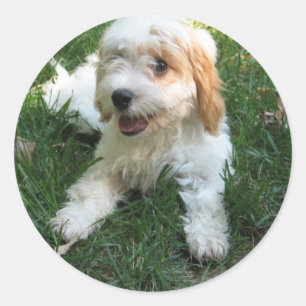 Customised Cavachon Photo Phone Sticker, Dog Classic Round Sticker