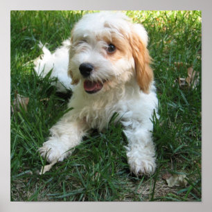 Customised Cavachon Photo Poster, Dog Poster