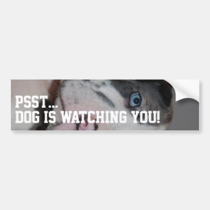 Customised Great Dane Photography  Bumper Sticker