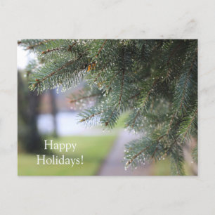 Customised Rain Drops Adorned Evergreen Branches Postcard