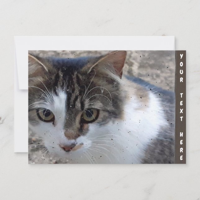 Customizable cat at the window Card (Front)