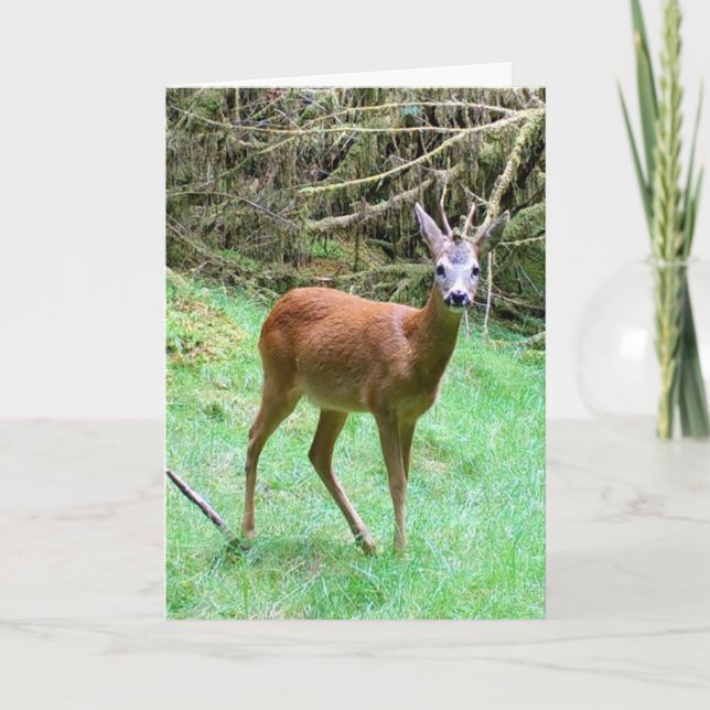Customizable Roe Deer Buck Nature Lover Card (Front)