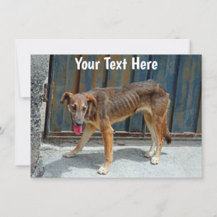 Customizable stray dog Card