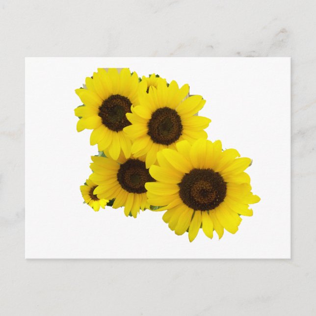 Cut Out Sunflowers Postcard (Front)