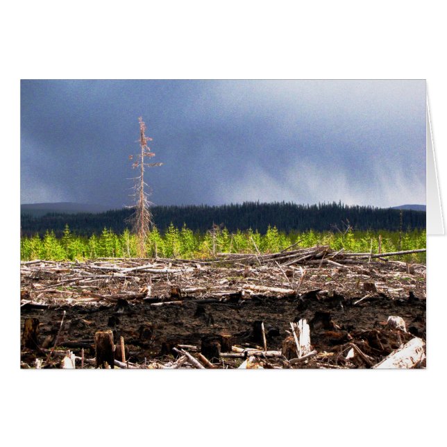 Cutblock storm (Front Horizontal)