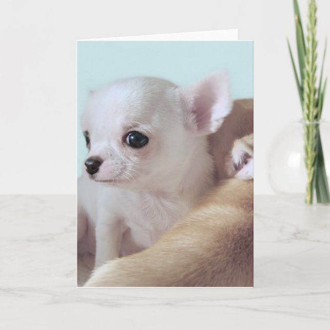 Cute 4 week old chihuahua puppies greeting card (Front)
