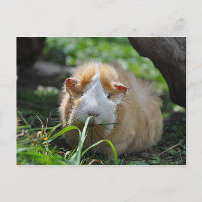 Cute, Abyssinian, Cream and White Guinea Pig Postcard (Front)