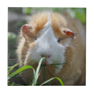 Cute, Abyssinian, Cream and White, Guinea Pig Tile