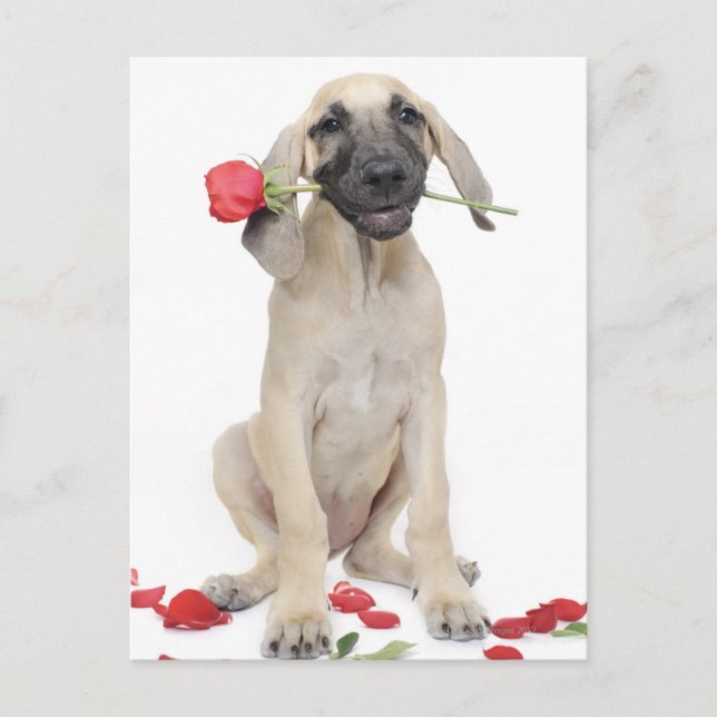 cute,admiration,romance,love, postcard (Front)