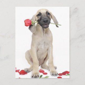 cute,admiration,romance,love, postcard