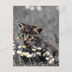 Cute Adorable Cat Kitten  Postcard
