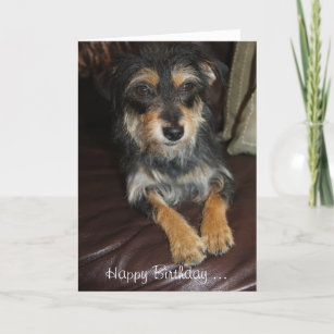 Cute, Adorable Little Dog Birthday Card
