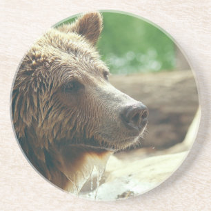 Cute Adorable Nature Bear Animal Face Eyes Coaster