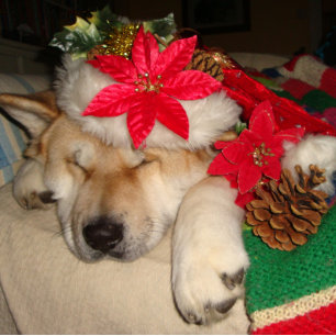 Cute akita dog sleeping dressed for christmas jigsaw puzzle