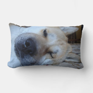 Cute akita dog sleeping with funny expression lumbar cushion