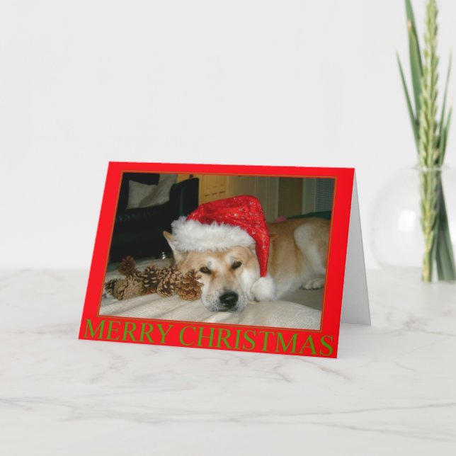Cute akita in santa hat and cones for christmas holiday card (Front)