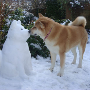 cute akita kissing snowman akita photograph jigsaw puzzle