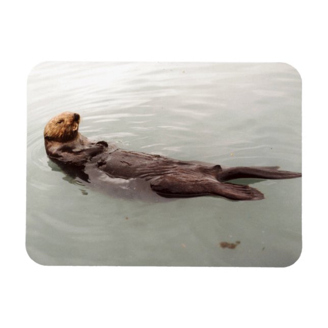 Cute Alaska Sea Otter Photo Designed Refrigerator Magnet (Horizontal)