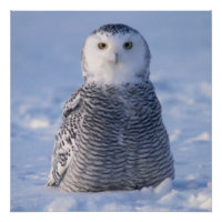 Cute Alaska Winter Snowy Owl Photo Designed