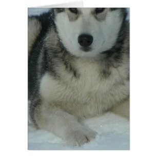 Cute Alaskan Malamute