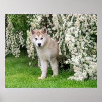Cute Alaskan Malamute Dog Puppy in Flowers Photo -