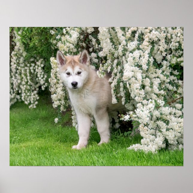 Cute Alaskan Malamute Dog Puppy in Flowers Photo - Poster (Front)