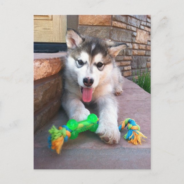 Cute Alaskan Malamute Puppy Photo Miss You Postcard (Front)