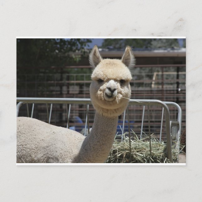 Cute Alpaca Postcard (Front)