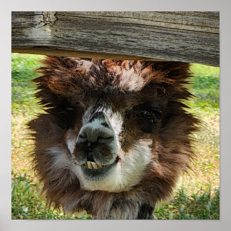 Cute Alpaca Poster