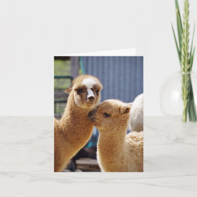 Cute Alpacas Note Card (Front)