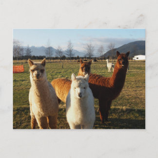 Cute Alpacas Postcard