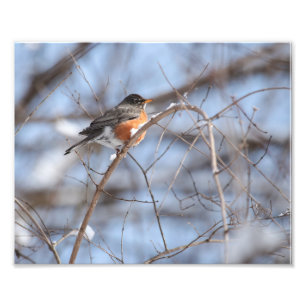 Cute American Robin Sits on Snowy Branch in Winter Photo Print