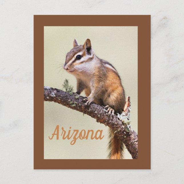 Cute and chubby chipmunk, Arizoina Postcard (Front)