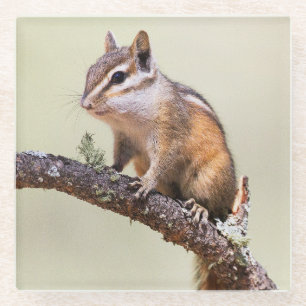 Cute and Chubby Chipmunk Glass Coaster