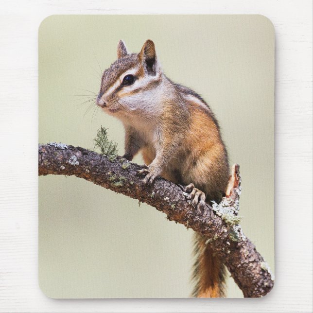 Cute and chubby chipmunk mouse pad (Front)