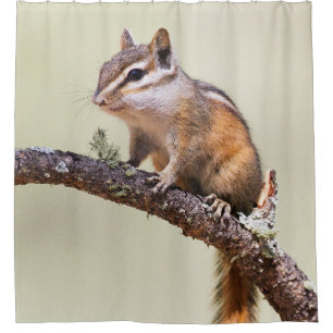 Cute and chubby chipmunk shower curtain